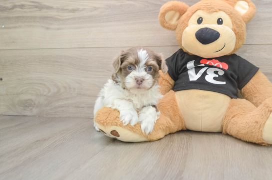 Havanese Puppy for Adoption