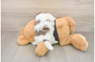 Small Havanese Baby