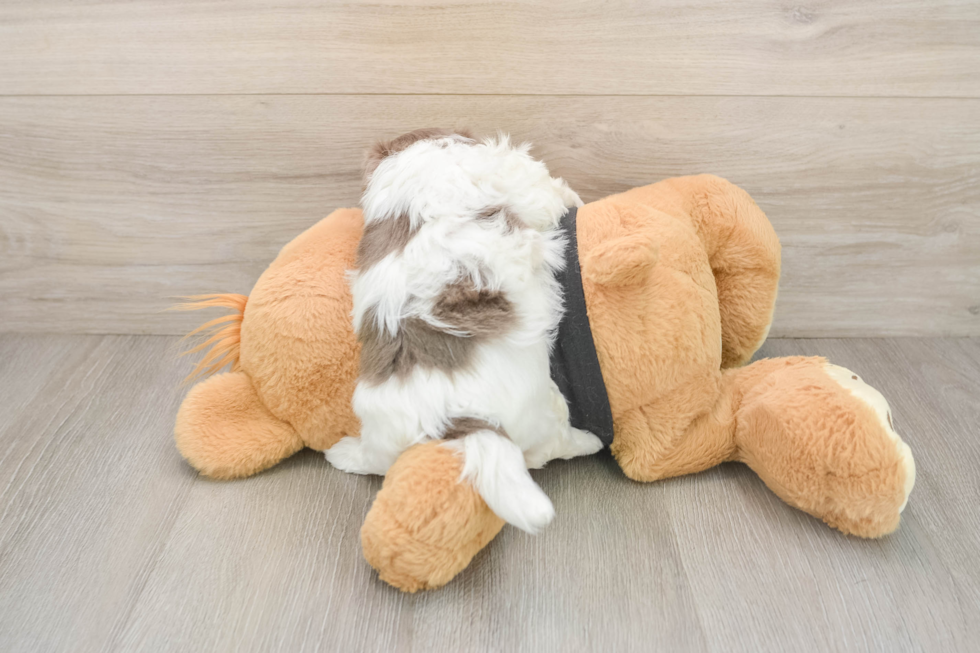 Small Havanese Baby
