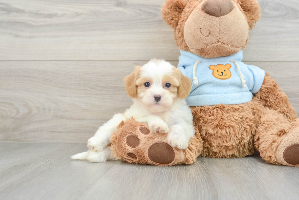 Havanese Pup Being Cute