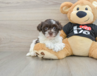 5 week old Havanese Puppy For Sale - Florida Fur Babies