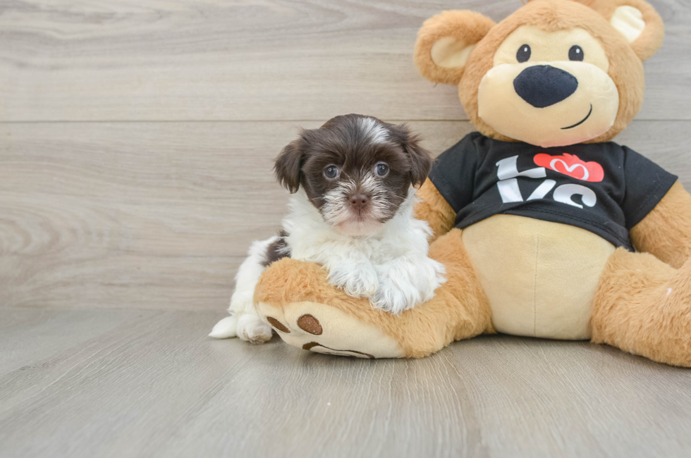 5 week old Havanese Puppy For Sale - Florida Fur Babies