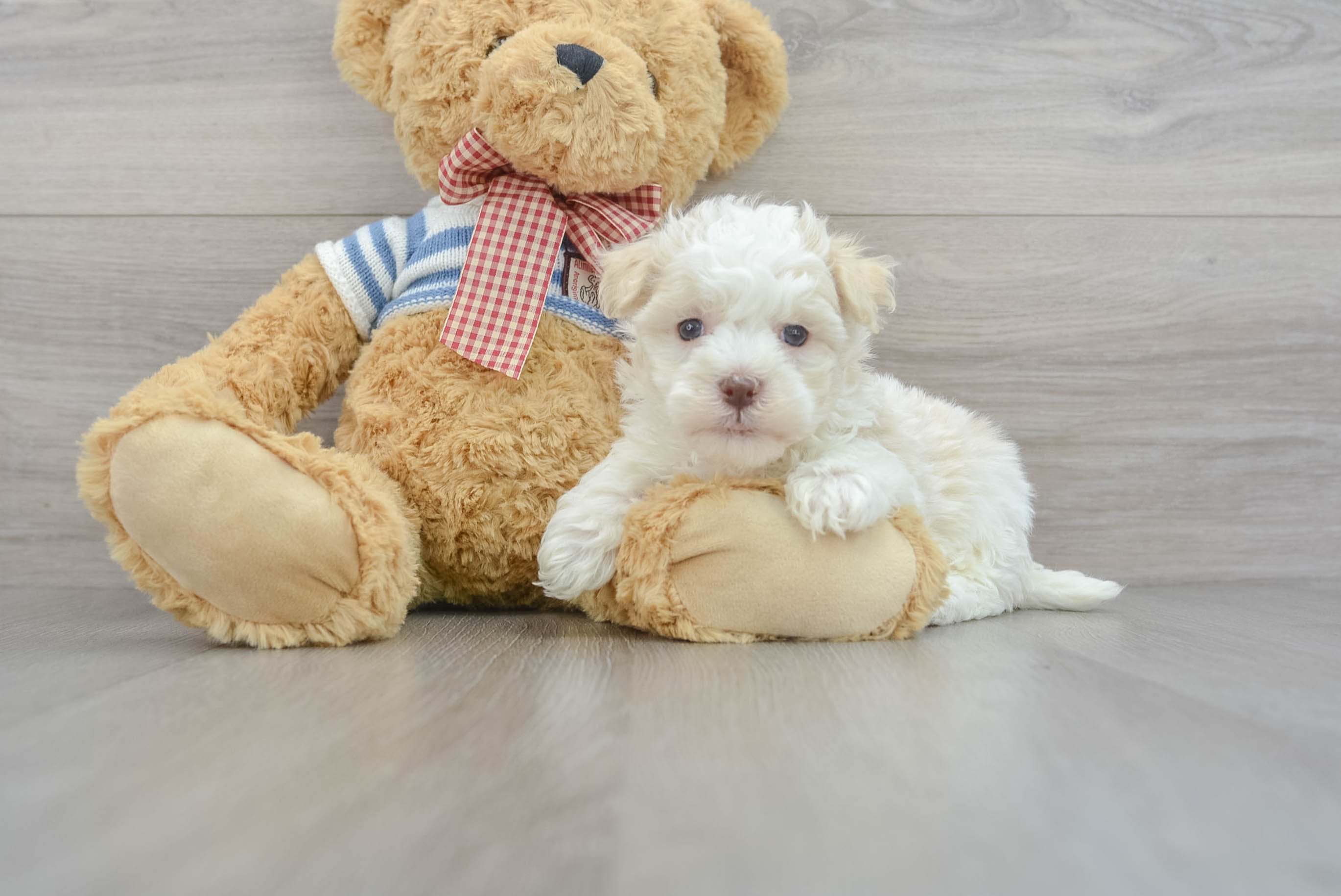 Toy poodle x bichon 2024 frise puppies for sale