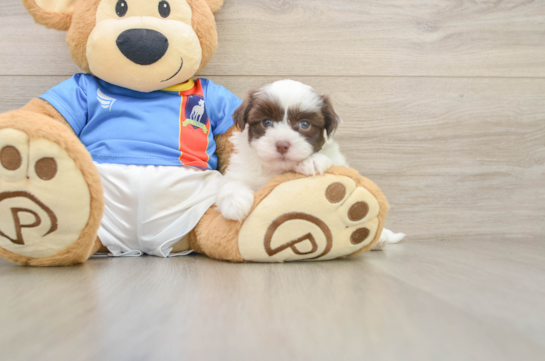 Sweet Havanese Cuban Bichon Purebred Puppy