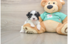 Best Havanese Baby