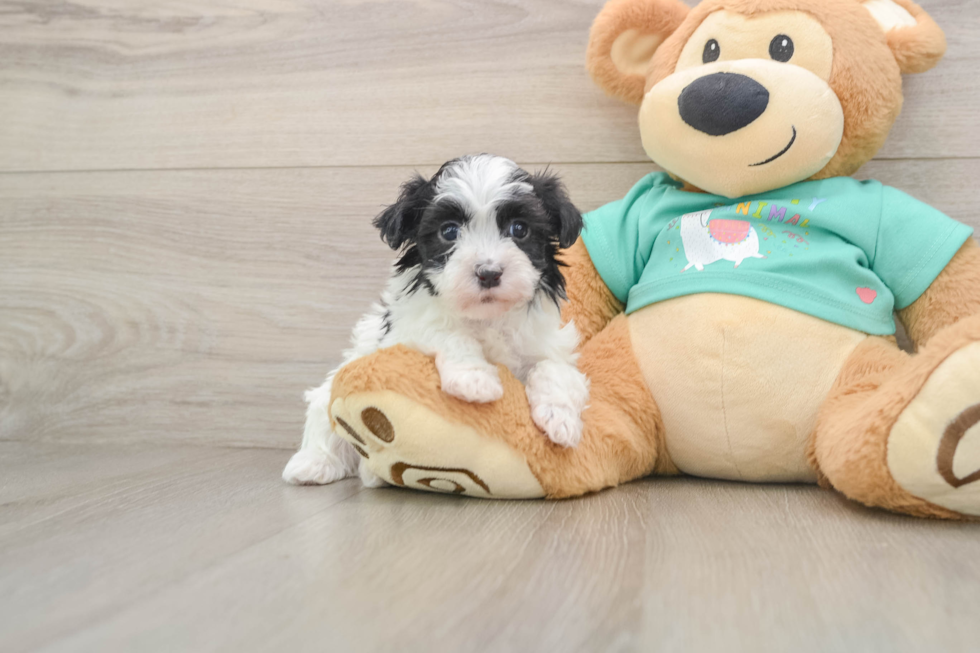 Best Havanese Baby
