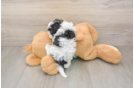 Best Havanese Baby
