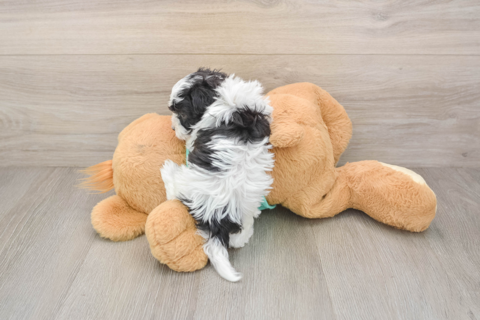 Best Havanese Baby