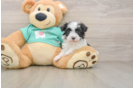 Havanese Pup Being Cute