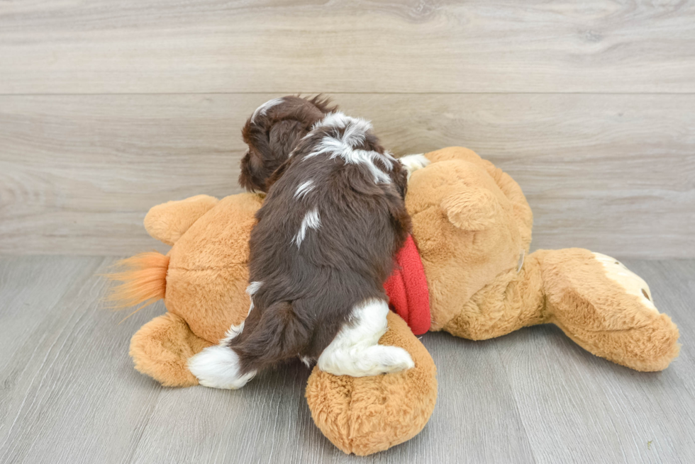 Hypoallergenic Havanese Baby