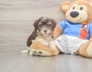 8 week old Havanese Puppy For Sale - Florida Fur Babies