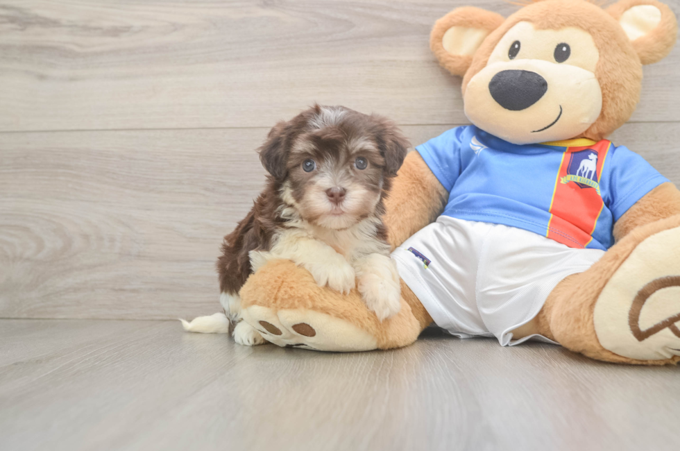5 week old Havanese Puppy For Sale - Florida Fur Babies