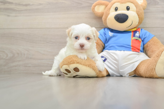 Best Havanese Baby