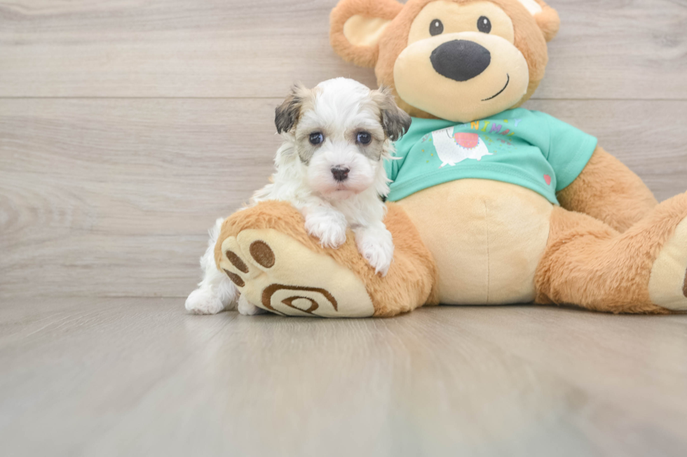 Playful Havanese Baby