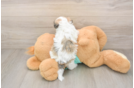 Havanese Pup Being Cute