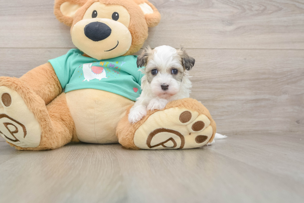 Havanese Pup Being Cute