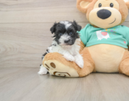 5 week old Havanese Puppy For Sale - Florida Fur Babies