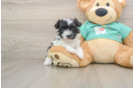 Havanese Pup Being Cute