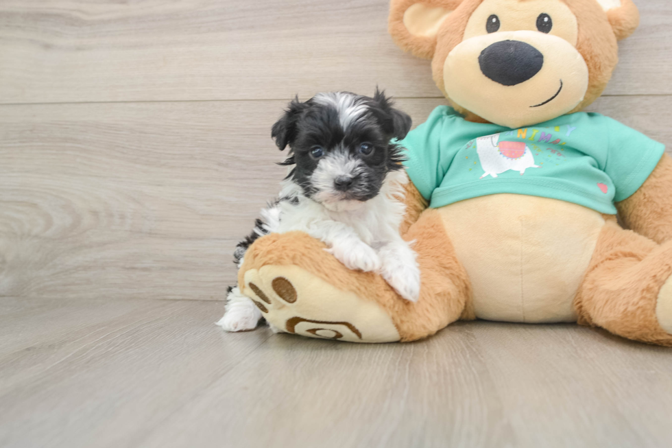 Havanese Pup Being Cute