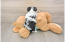 Best Havanese Baby