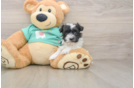 Havanese Puppy for Adoption