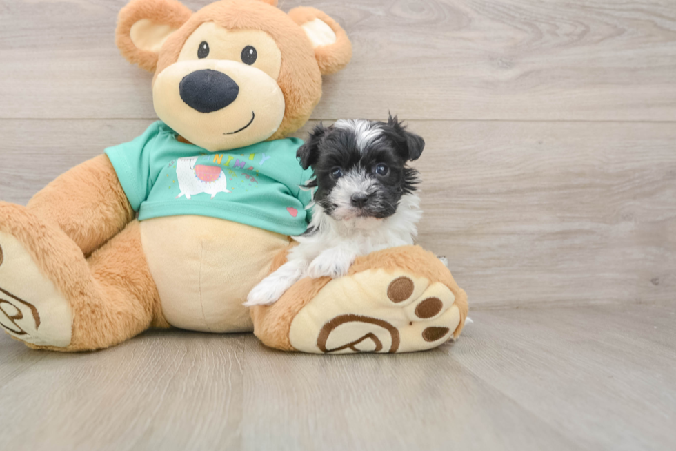 Havanese Puppy for Adoption