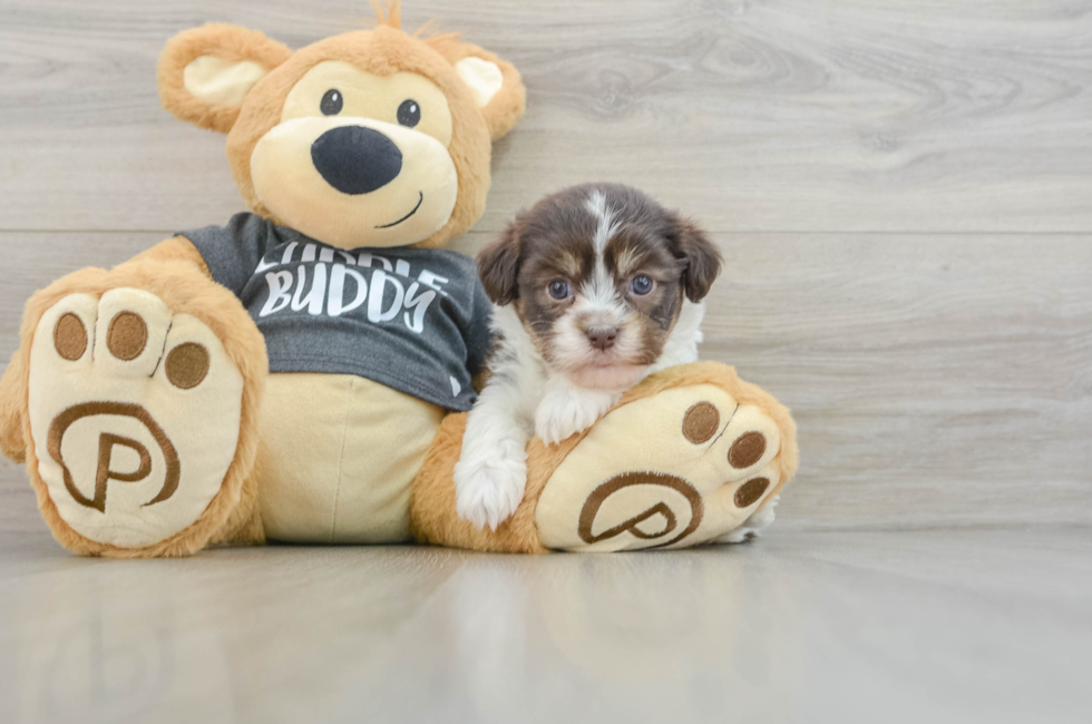 5 week old Havanese Puppy For Sale - Florida Fur Babies