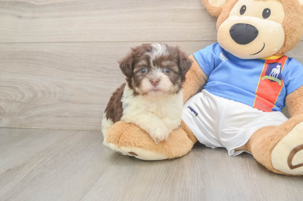 5 week old Havanese Puppy For Sale - Florida Fur Babies