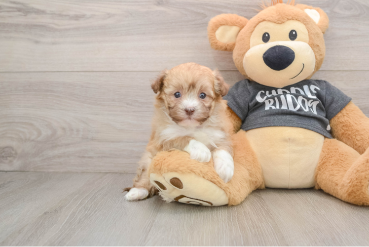 Havanese Puppy for Adoption