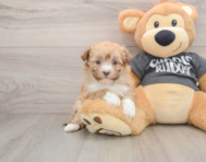 5 week old Havanese Puppy For Sale - Florida Fur Babies