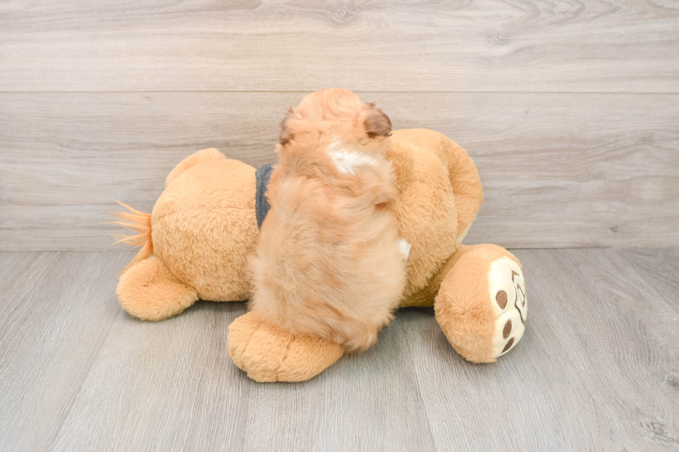 Havanese Pup Being Cute