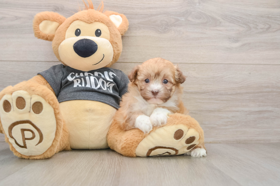 Friendly Havanese Purebred Pup