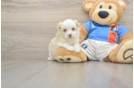 Playful Havanese Baby