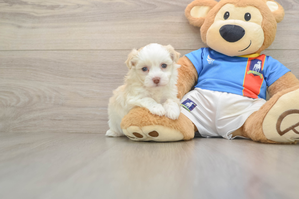 Playful Havanese Baby