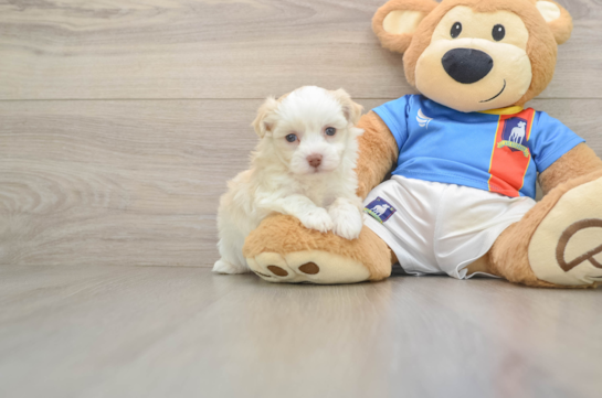 Playful Havanese Baby