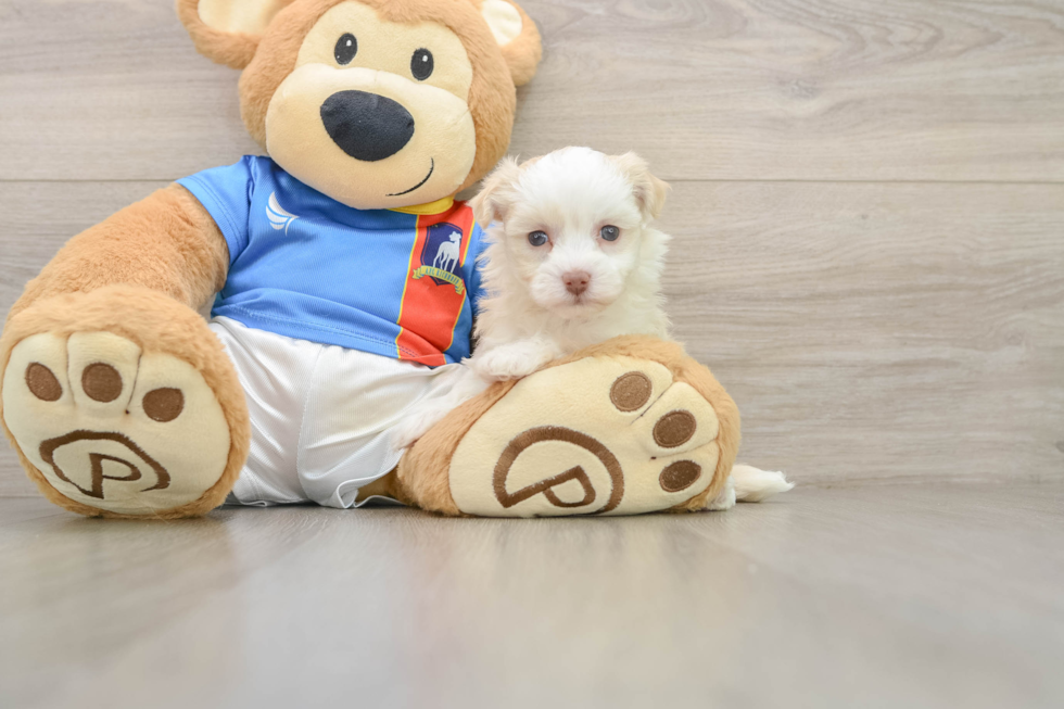 Havanese Puppy for Adoption