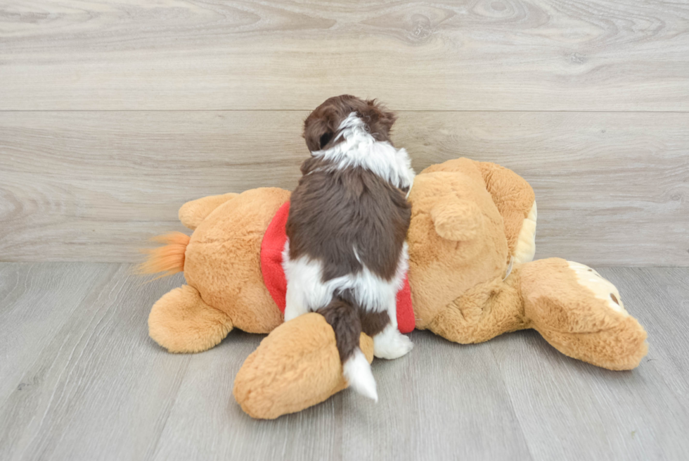 Small Havanese Baby