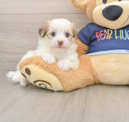 5 week old Havanese Puppy For Sale - Florida Fur Babies