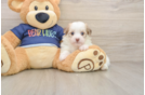 Best Havanese Baby
