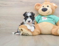 5 week old Havanese Puppy For Sale - Florida Fur Babies