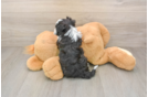 Playful Havanese Baby