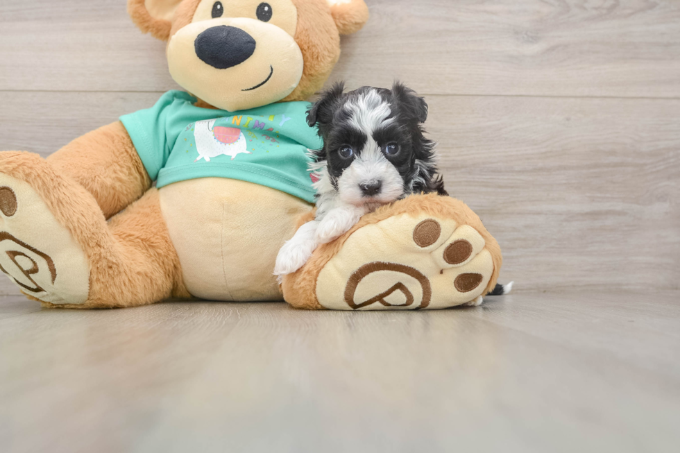 Havanese Puppy for Adoption