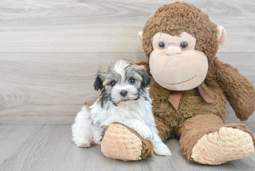 Havanese Pup Being Cute