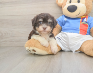 8 week old Havanese Puppy For Sale - Florida Fur Babies