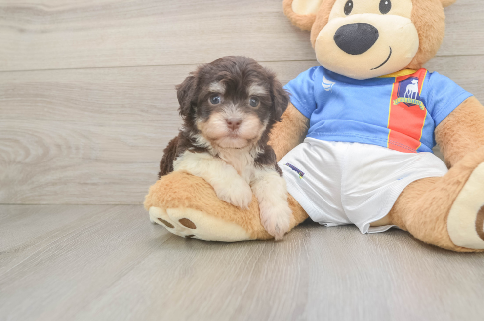 5 week old Havanese Puppy For Sale - Florida Fur Babies