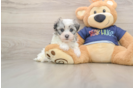 Best Havanese Baby