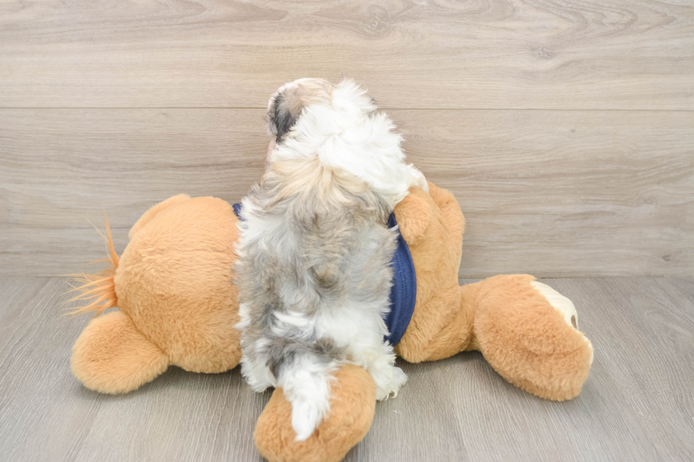 Havanese Puppy for Adoption