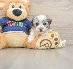 5 week old Havanese Puppy For Sale - Florida Fur Babies