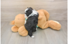 Havanese Puppy for Adoption