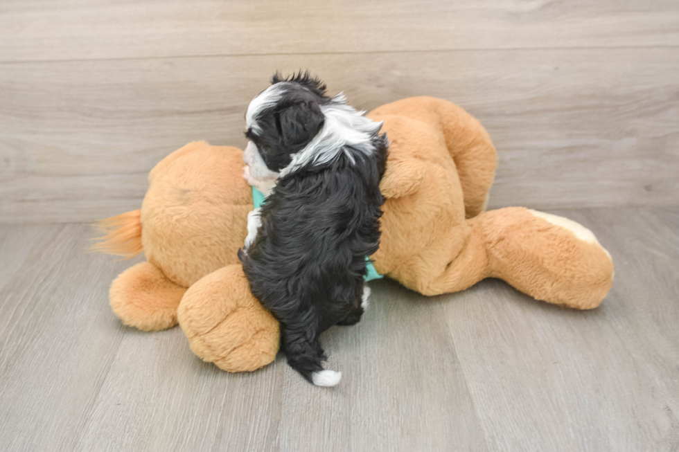 Havanese Puppy for Adoption
